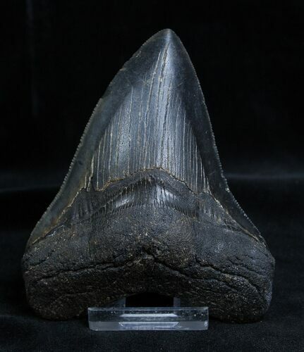 Serrated Georgia Inch Megalodon Tooth #1352